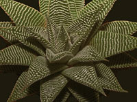 Haworthia limifolia v striata